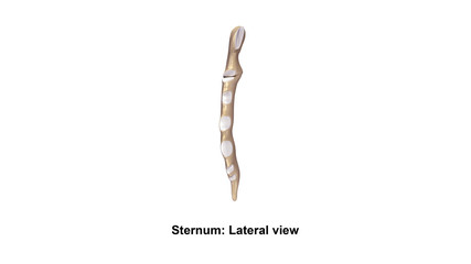 Sternum