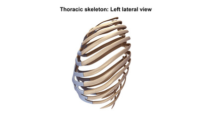 Thoracic Skeleton