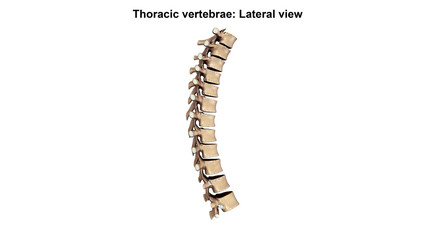 Thoracic Vertebrae