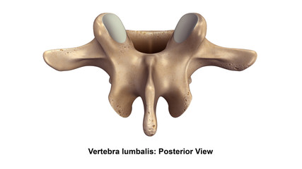 Vertebra lumbalis_Posterior view