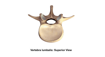 Vertebra lumbalis_Superior view