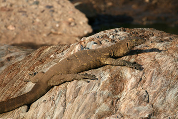 Monitor Lizard - Serengeti Safari, Tanzania, Africa