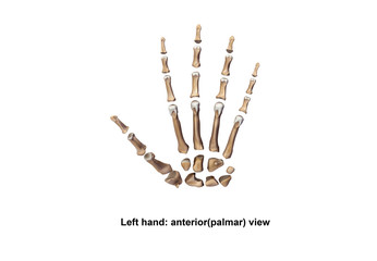 Left Hand anterior (palmer)