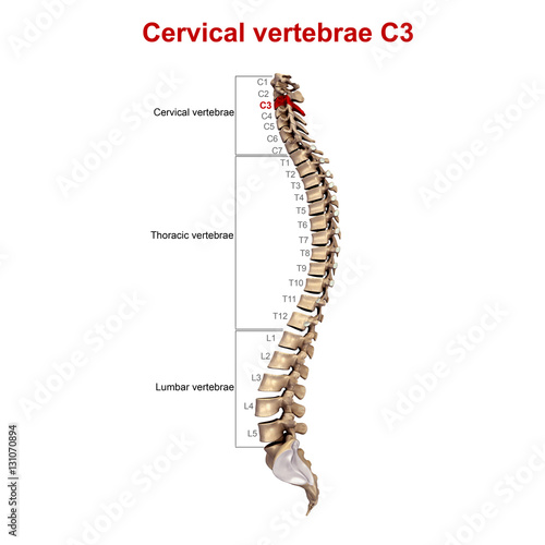 "Cervical vertebrae C3" Stock photo and royalty-free images on Fotolia
