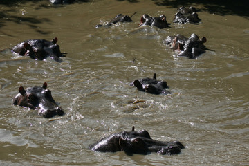 Hippos in Africa