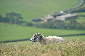 Sheep on path, Swyre Head on Dorset coast