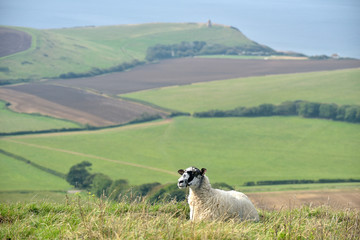 Sheep on path, Swyre Head on Dorset coast