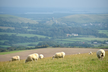 Sheep on path, Swyre Head on Dorset coast