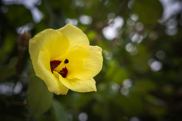 beautiful yellow flower on green nature background