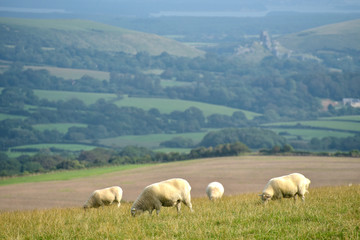 Fototapeta premium Sheep on path, Swyre Head on Dorset coast