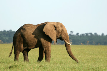 Naklejka na ściany i meble African Elephant, Tanzania, Africa