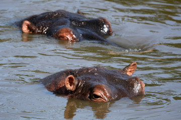 Hippos in Africa