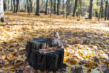 squirrel