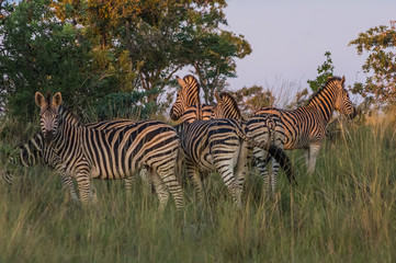Zebra's grazing in the  wild at the Welgevonden Game Reserve in South Africa