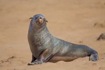 Brown fur seal (Arctocephalus pusillus), Cape Cross, Namibia