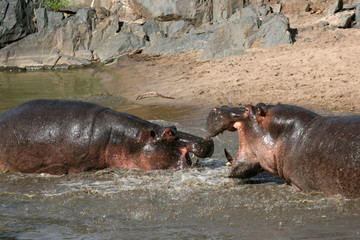 Hippos Fighting in Africa