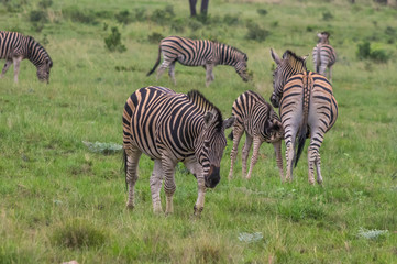 Fototapeta na wymiar Zebra's grazing in the wild at the Welgevonden Game Reserve in South Africa