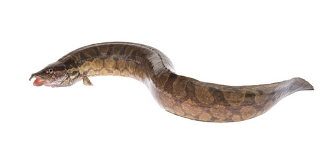 freshwater fish from natural on white