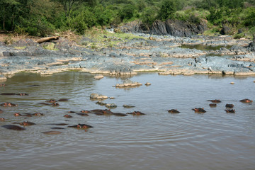 Hippos in Africa