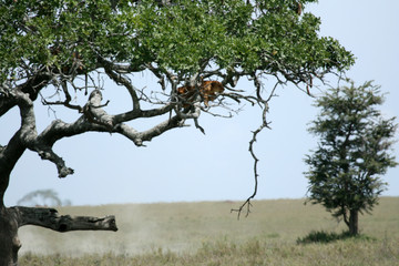 Lion sitting in Tree - Serengeti, Africa
