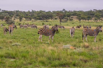 Naklejka premium Zebra's grazing in the wild at the Welgevonden Game Reserve in South Africa