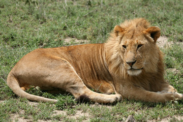 Fototapeta na wymiar Male Lion - Serengeti Safari, Tanzania, Africa