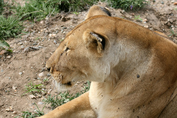 Female Lion - Serengeti Safari, Tanzania, Africa