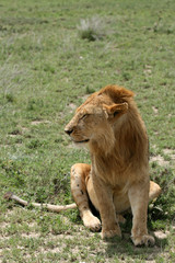 Lion - Serengeti Safari, Tanzania, Africa