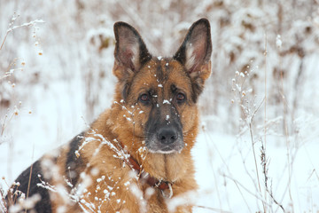 Dog breed German Shepherd in a snowy winter forest, close-up portrait