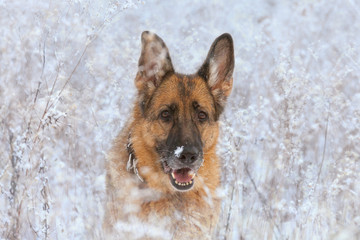 Dog breed German Shepherd in a snowy winter forest, close-up portrait