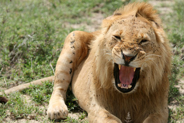 Lion - Serengeti Safari, Tanzania, Africa