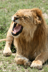Obraz premium Lion - Serengeti Safari, Tanzania, Africa