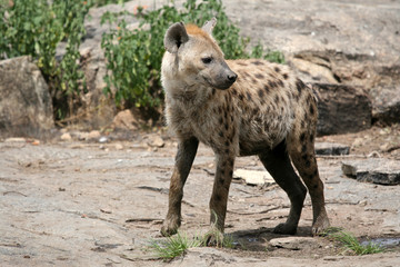 Hyena - Serengeti, Africa