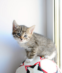 Little gray fluffy kitten on a sports ball