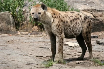 Foto op Aluminium Hyena - Serengeti, Africa © Sam D'Cruz