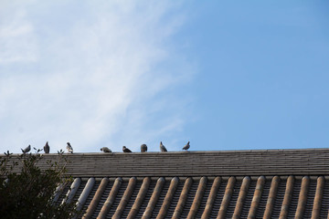 A pigeon standing on the roof