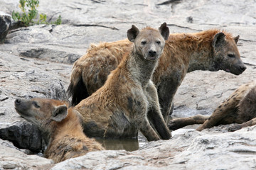 Hyena - Serengeti, Africa