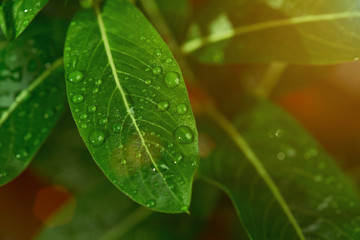 Close up of leaf with dew