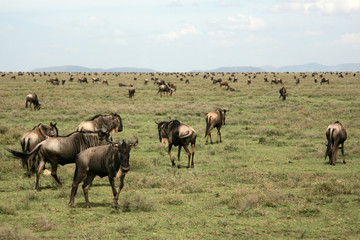 Naklejka na ściany i meble Wildebeest - Serengeti Safari, Tanzania, Africa
