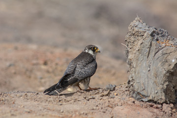 Amur Falcon, female in action