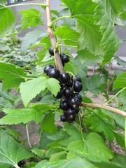 Black currant on a branch