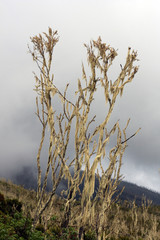 Mt Kilimanjaro, Tanzania, Africa