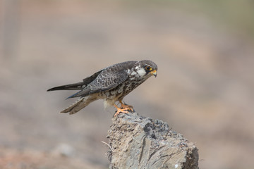 Amur Falcon, female in action