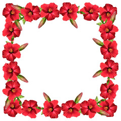 Frame of red hibiscus on a white background 