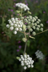 Fleur blanche sauvage