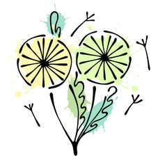 Vector floral illustration of dandelions with leaves, decorative elements isolated on the white background. Hand drawn contour lines and strokes. Doodle style, graphic vector illustration of flowers