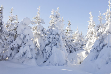 Winter forest. Snow covered spruces.