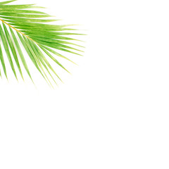 palm branch isolated on white background. flat lay, top view