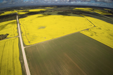 Yelow canola fields in spring.