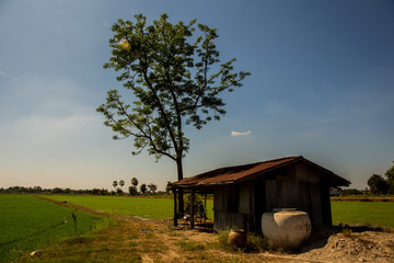abandoned house with tree